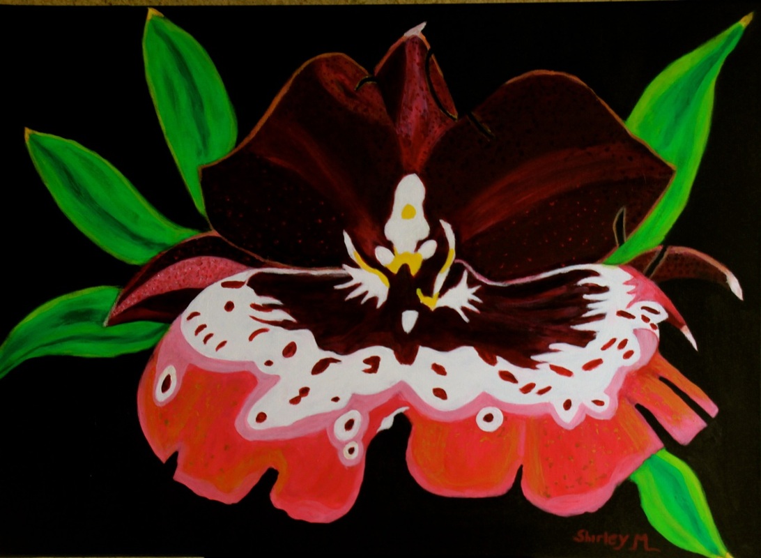 MILTONIAOPSIS ORCHID