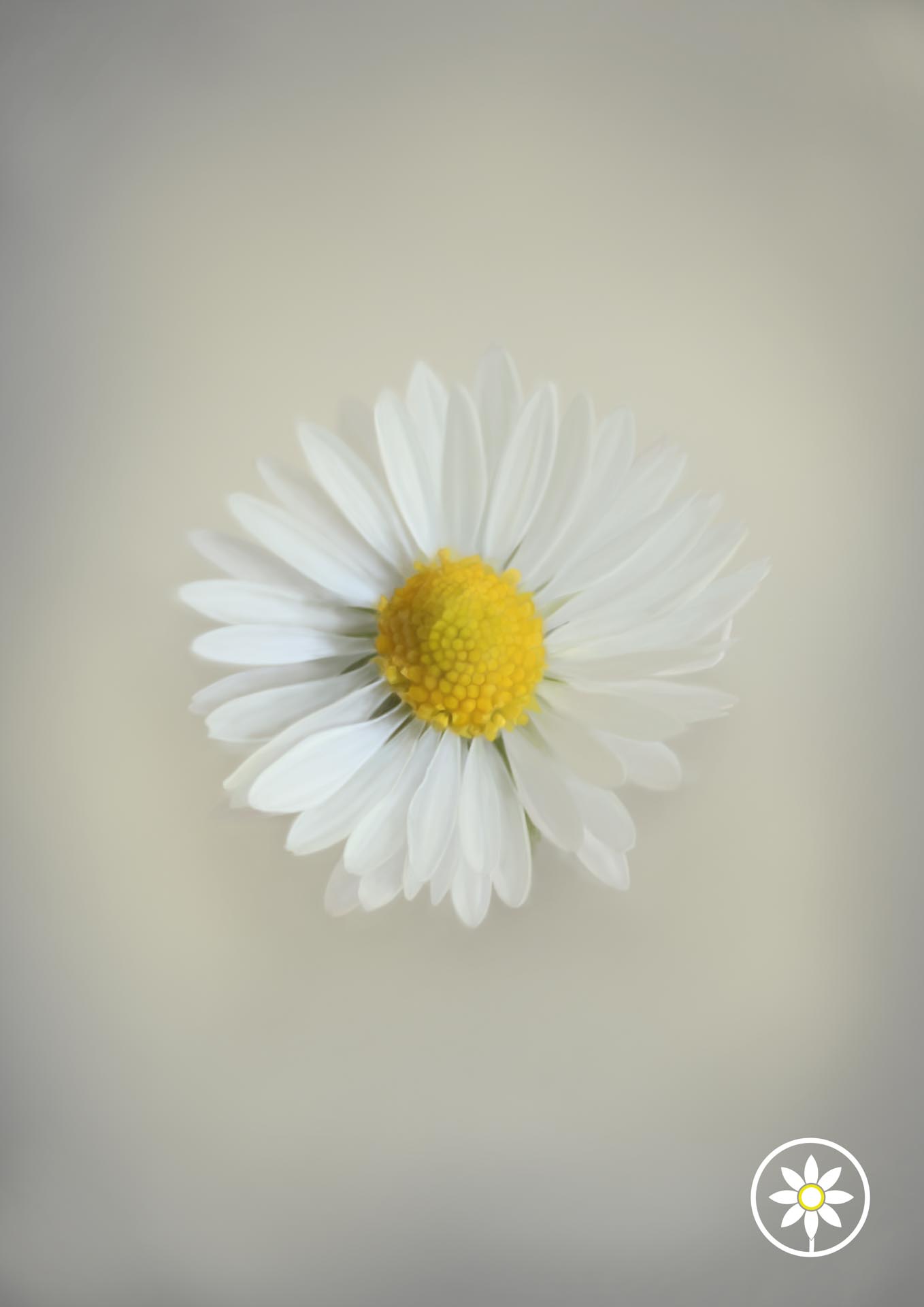 His Love - Daisy Art Print
