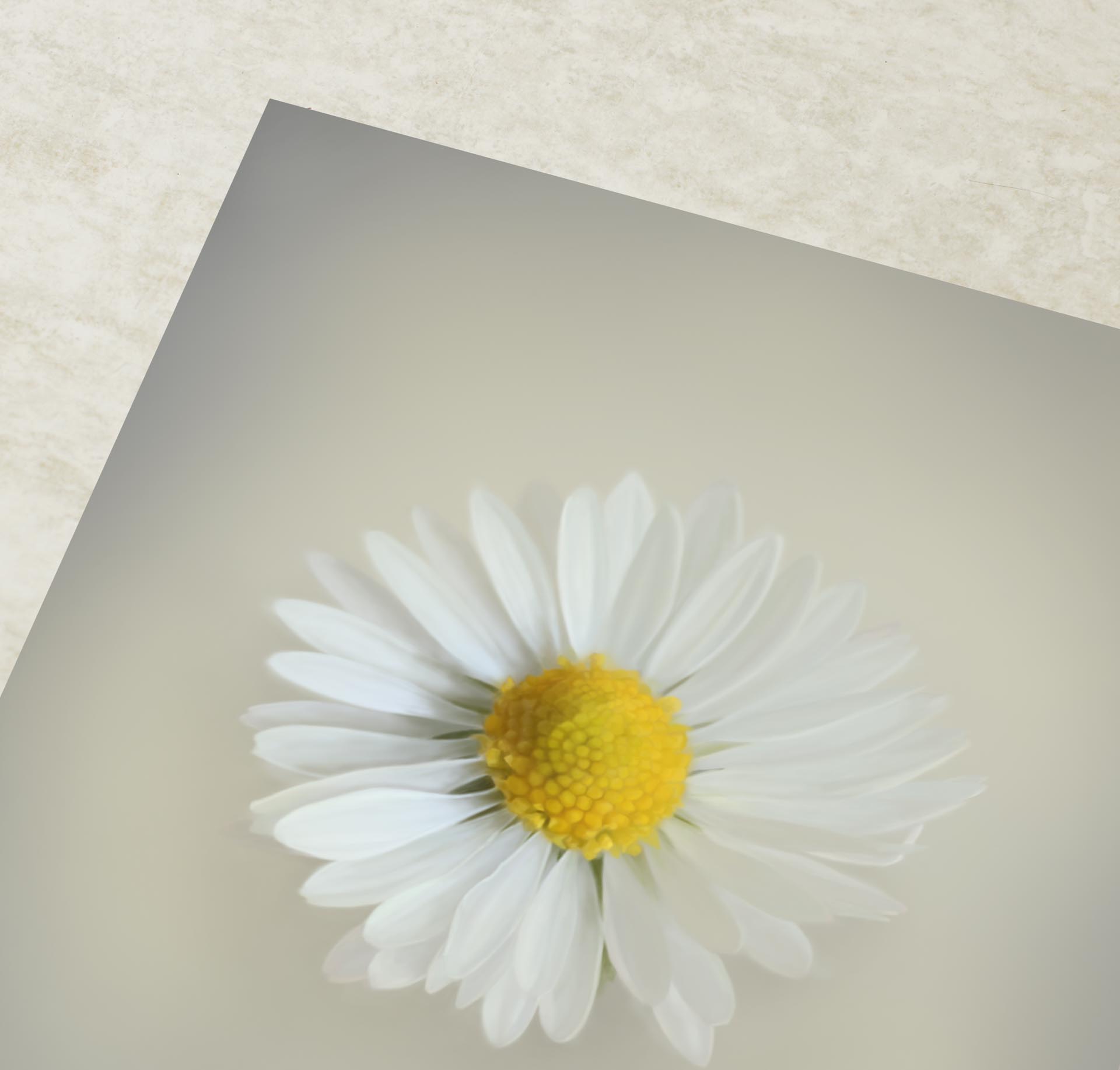 His Love - Daisy Art Print