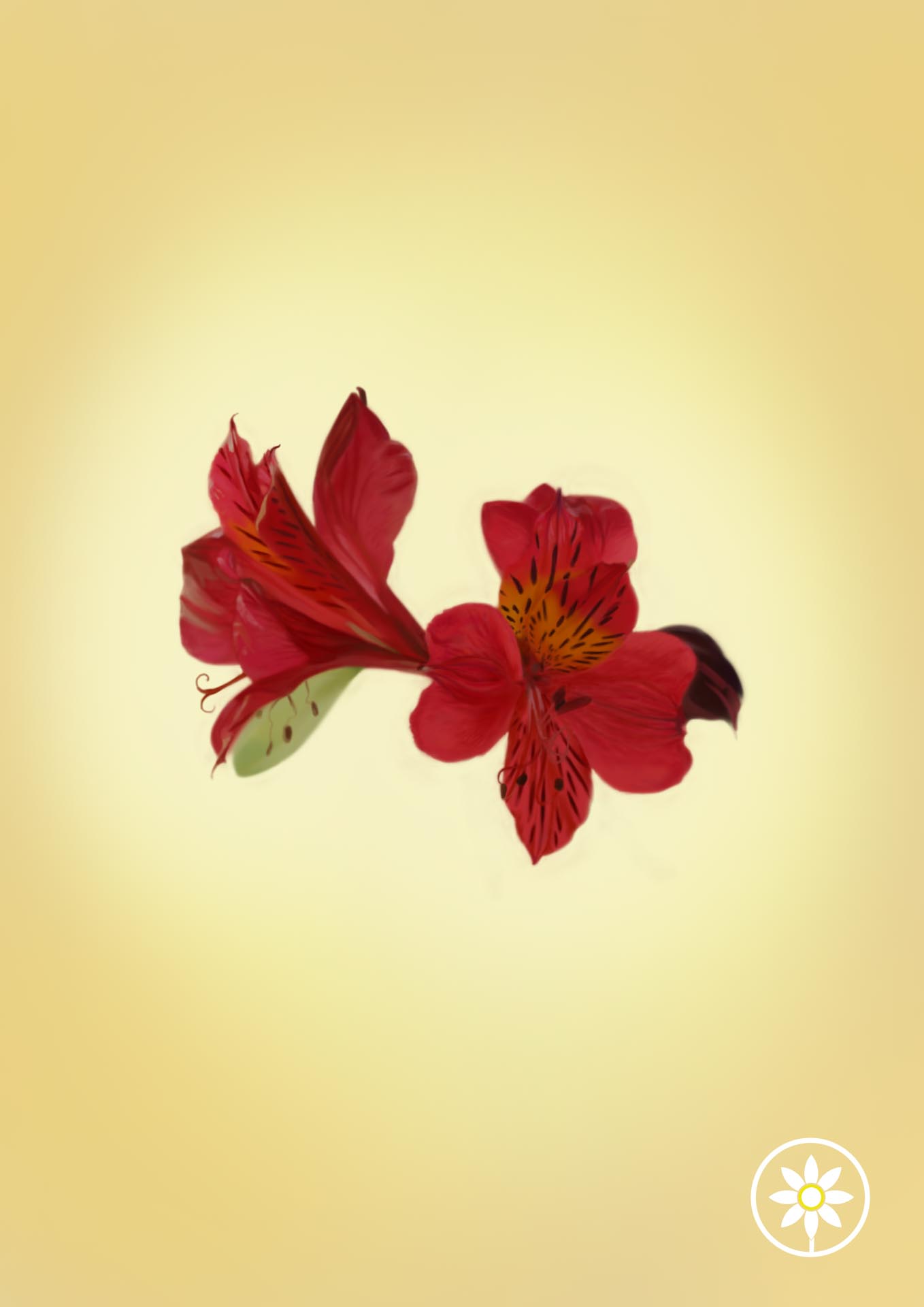 Patience - Alstroemeria Art Print