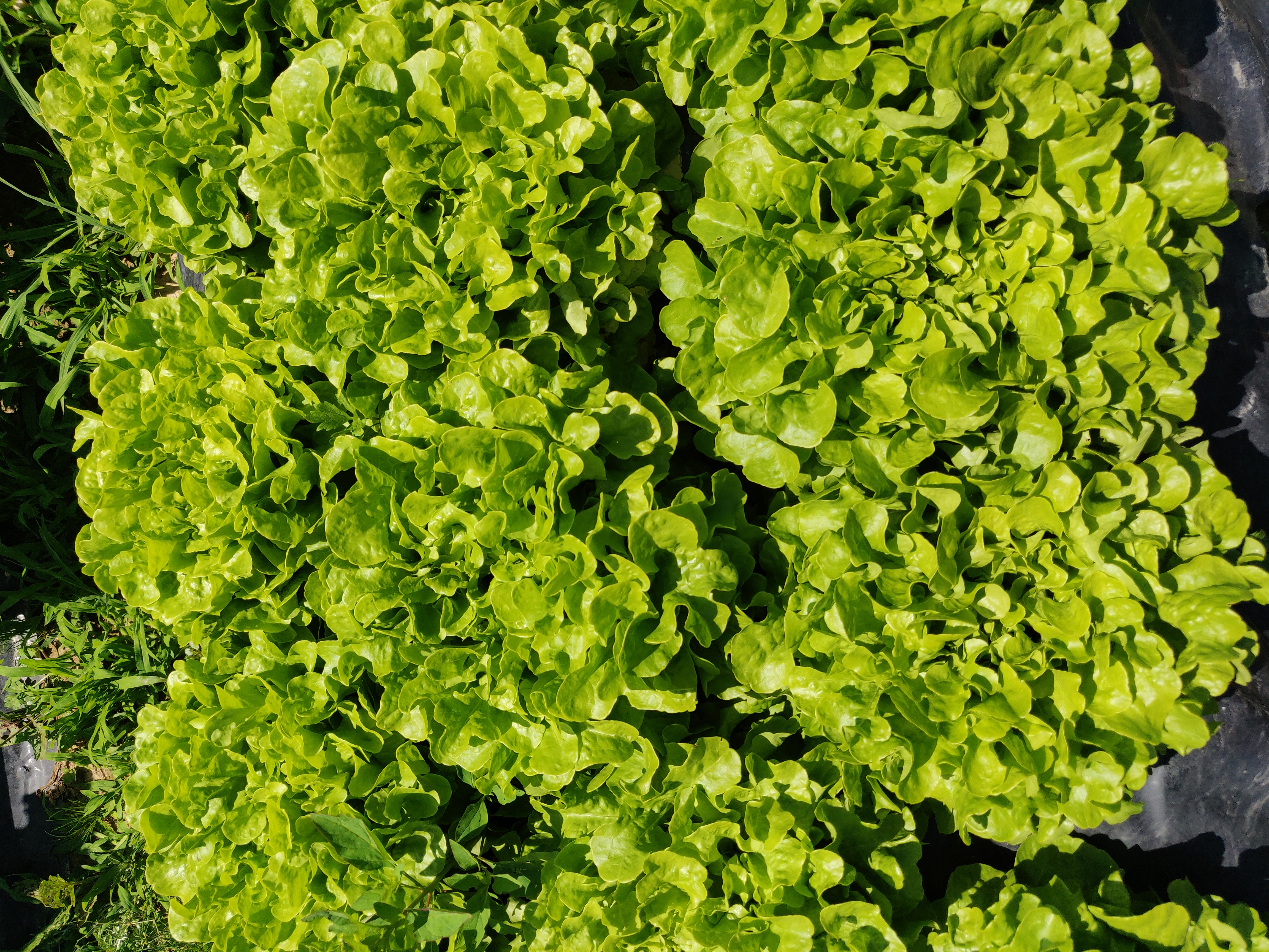 Laitue feuille de chene blonde