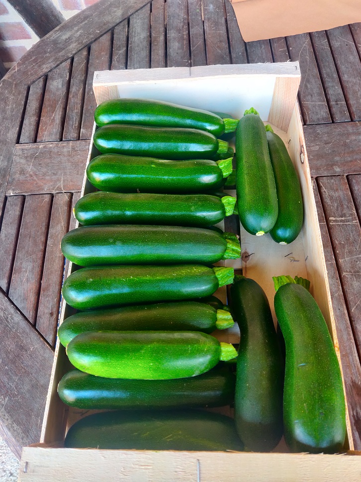 courgette verte