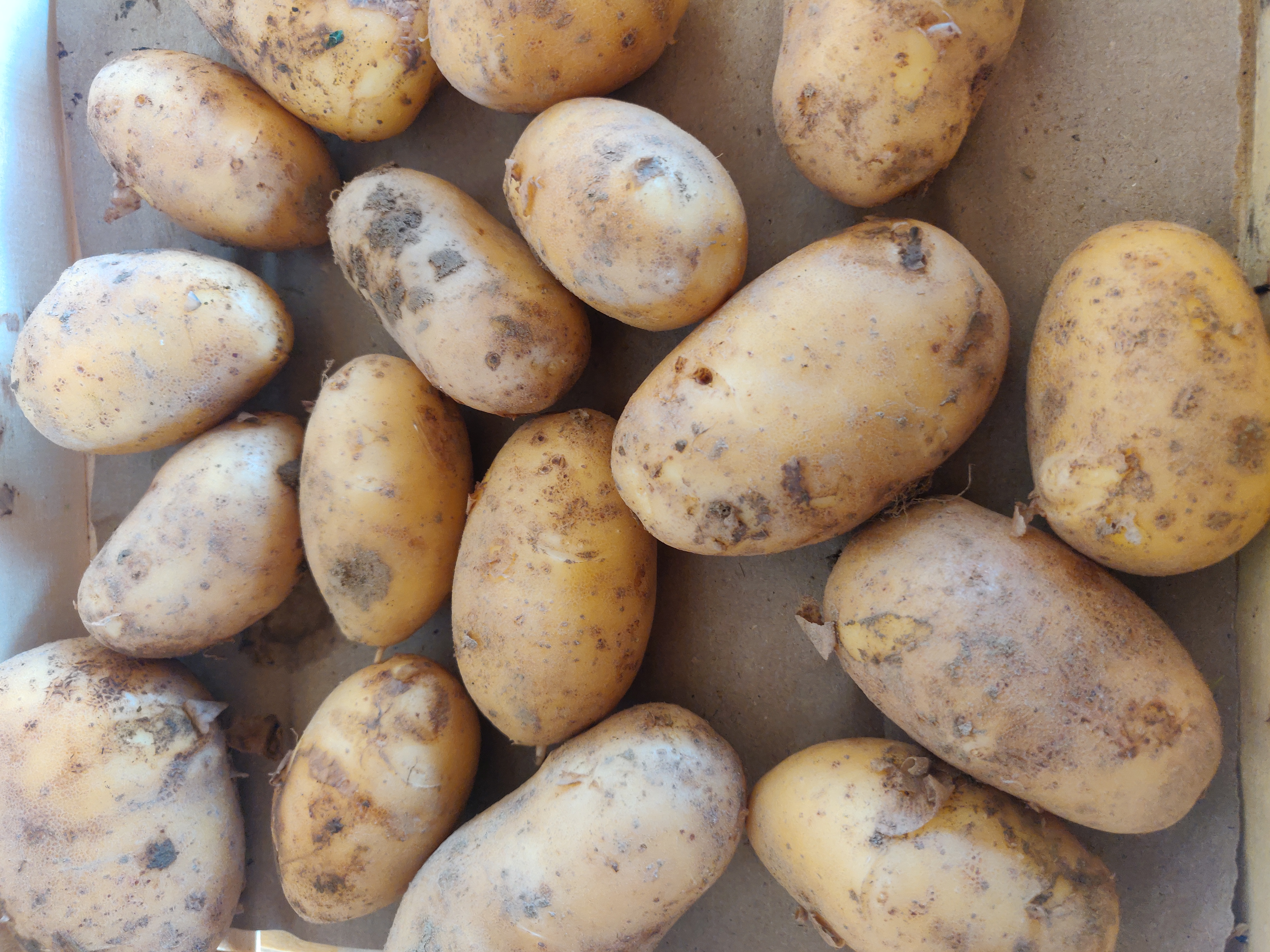 Pomme de terre Charlotte