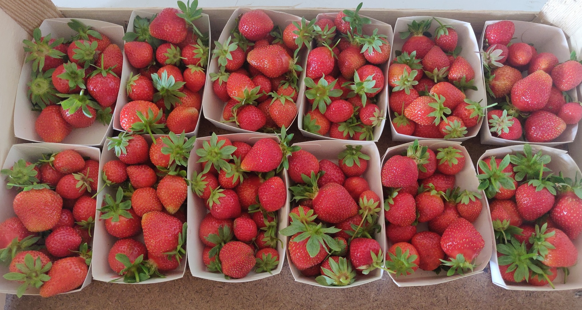 Fraise Favoris