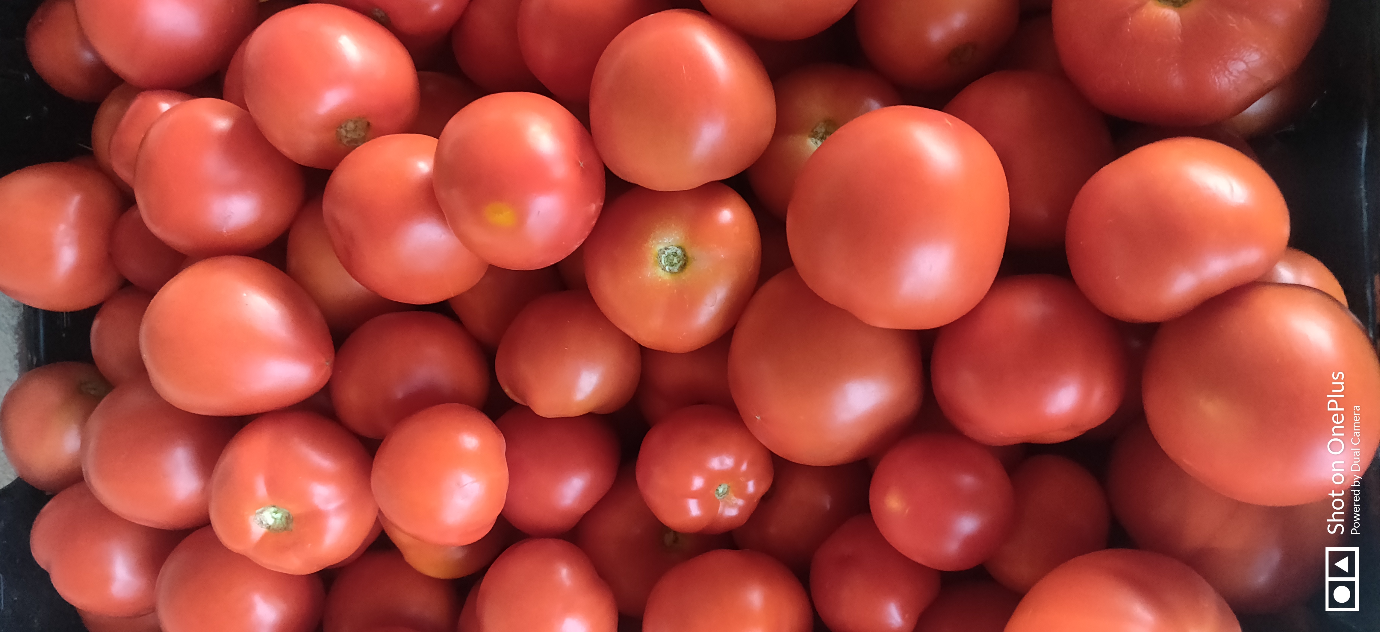 Tomates Ronde rouge
