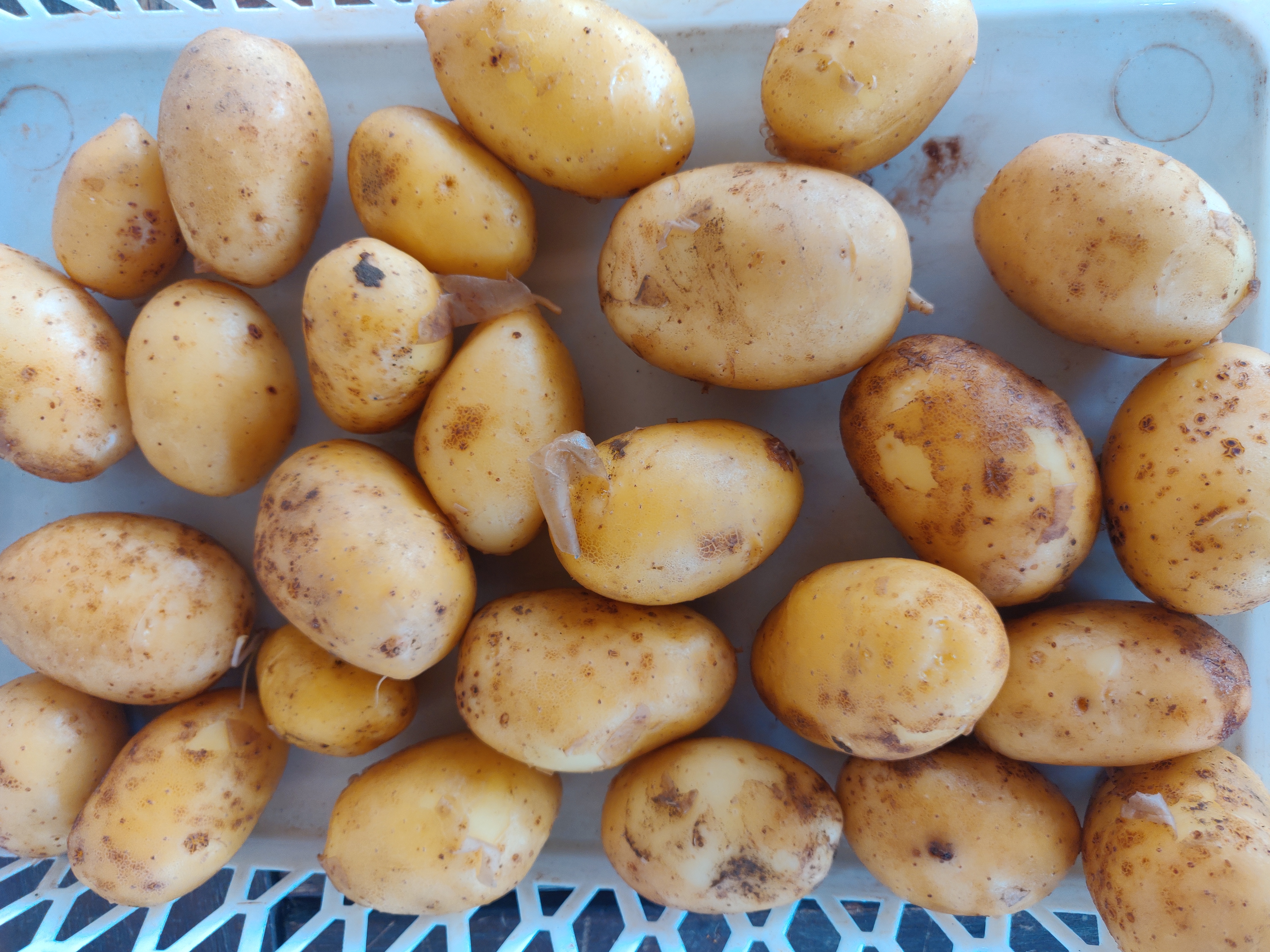 Pomme de terre grenaille Monalisa ou Charlotte
