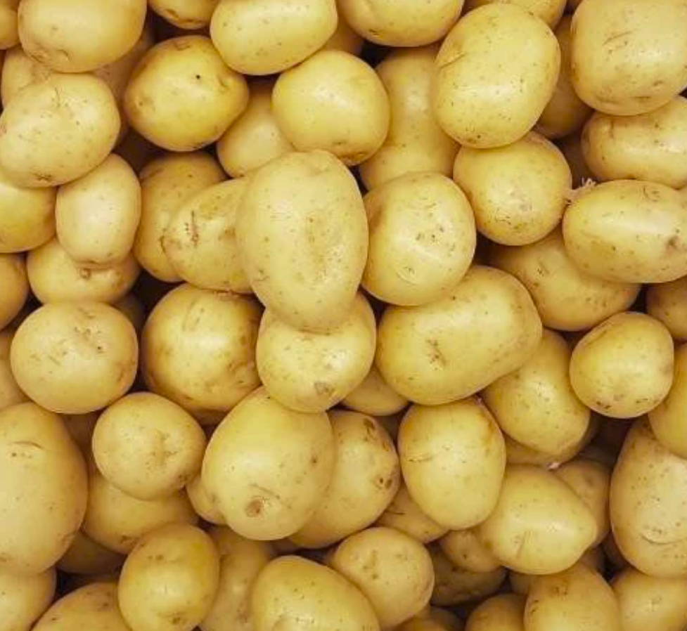 Pomme de terre Mitraille Monalisa ou Charlotte