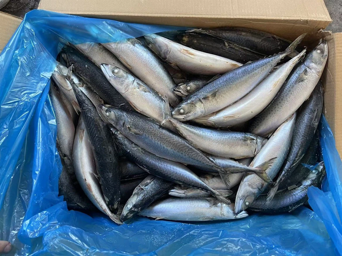 CARTON DE MAQUEREAU 10 KG