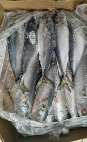 Carton POISSON MAQUEREAU 10kg