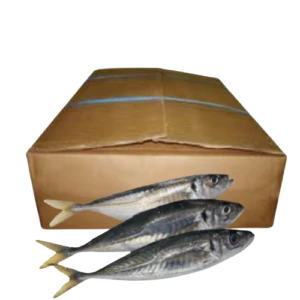 CARTON DE MAQUEREAU 10 KG