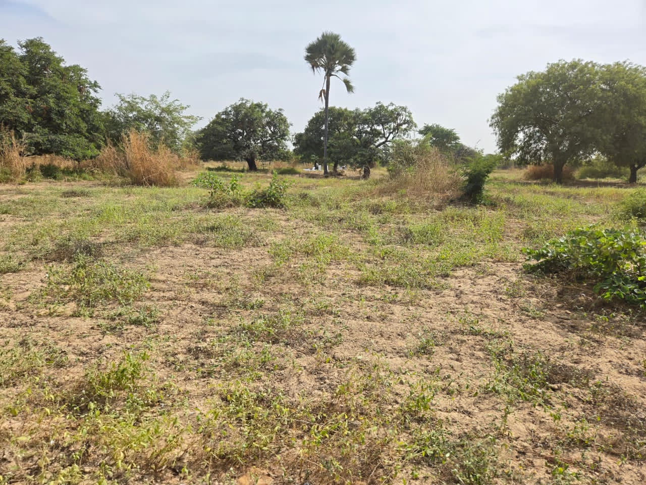 Terrain au île Saloum 30 mètre du fleuve derrière l'hôtel
