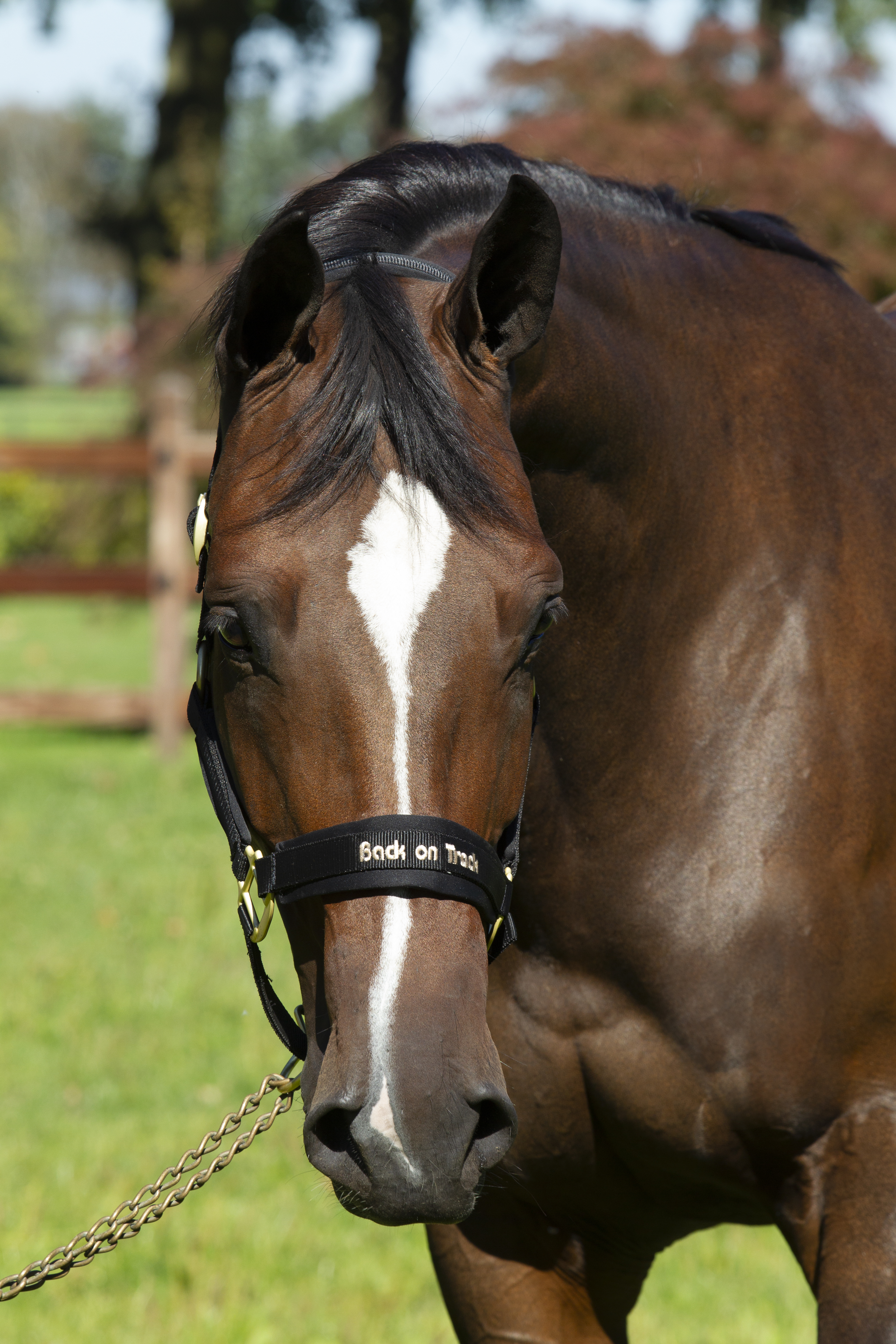 Werano Halter.