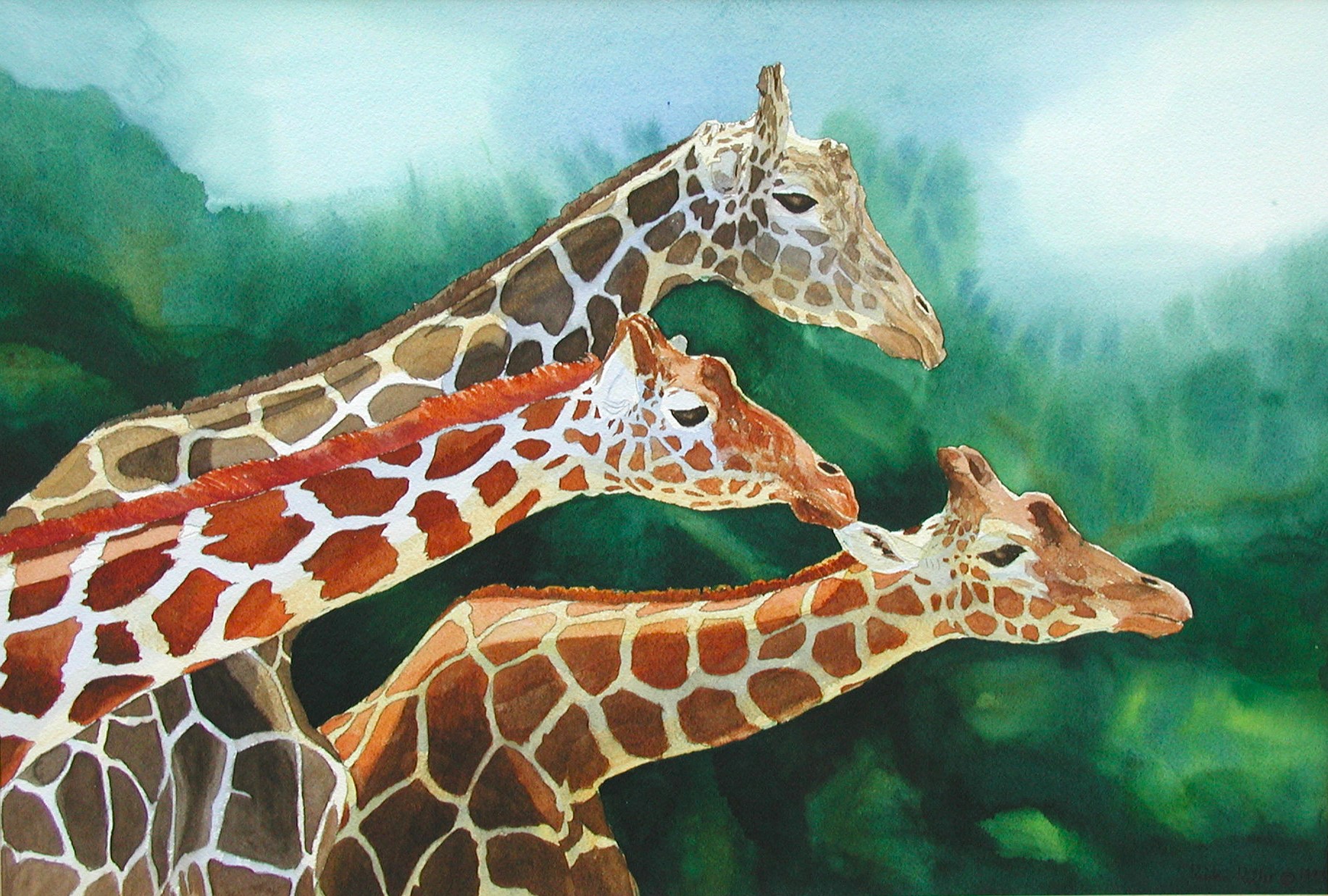 93-01 Giraffes