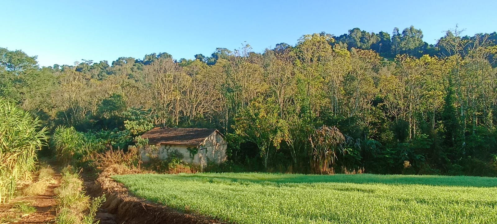 8 Hectares de Terra em Linha Gaspar, Bandeirante/SC - R$410 mil!