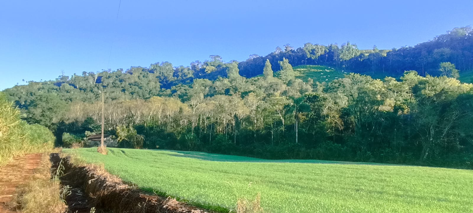 8 Hectares de Terra em Linha Gaspar, Bandeirante/SC - R$410 mil!
