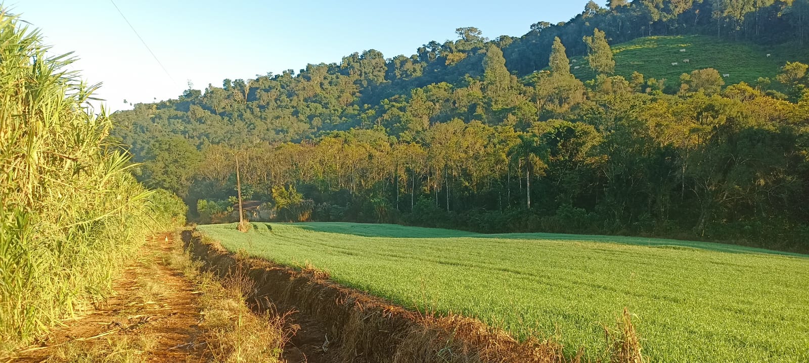 8 Hectares de Terra em Linha Gaspar, Bandeirante/SC - R$410 mil!
