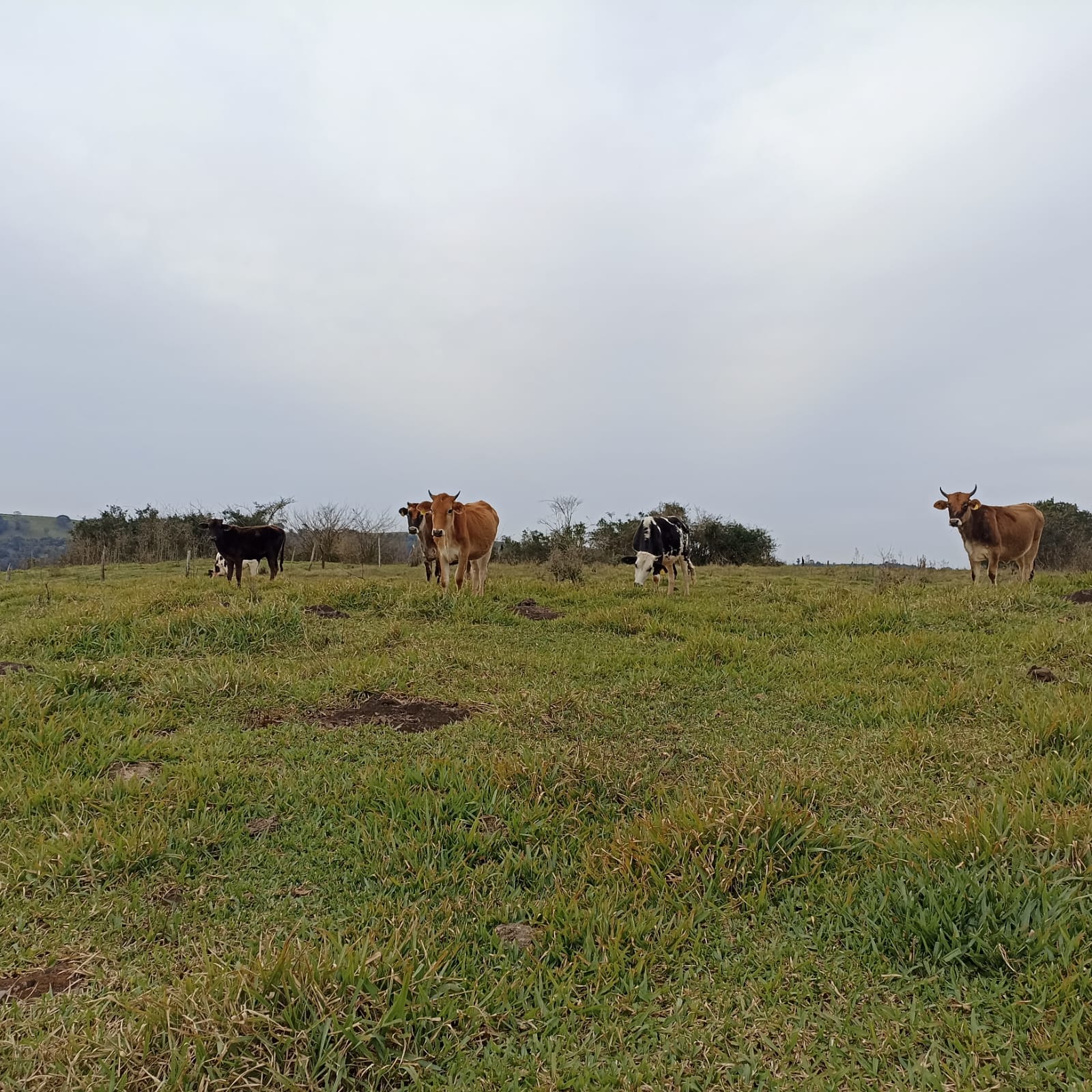 Terreno de 16 Hectares com Gado em Paraíso/SC