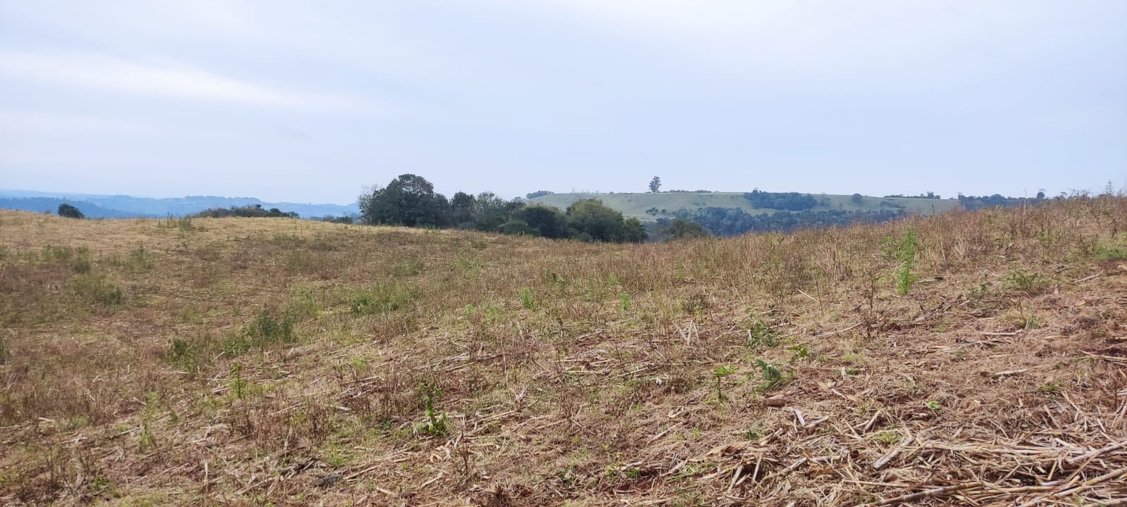 Terreno de 16 Hectares com Gado em Paraíso/SC