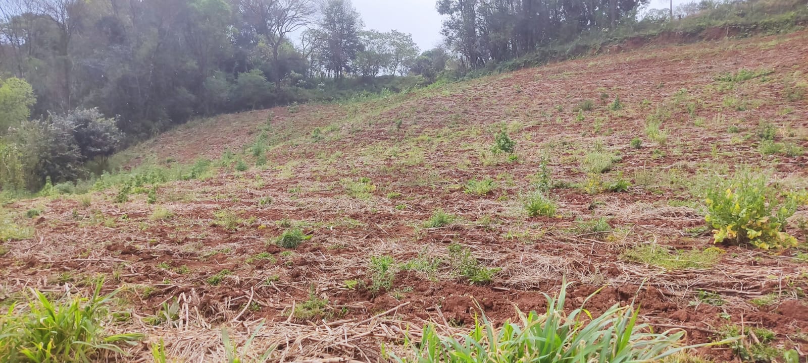 Chácara à Venda – Oportunidade na Linha Castelo Branco