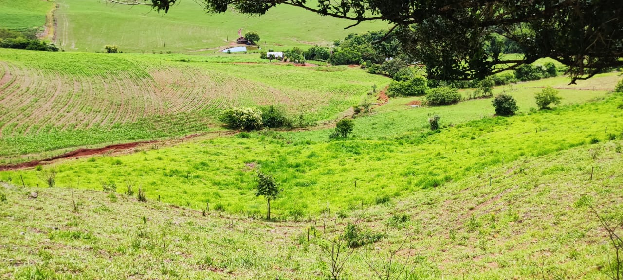 🌾 Propriedade Completa à Venda – 15 Hectares em Linha Limeira, Paraíso/SC!