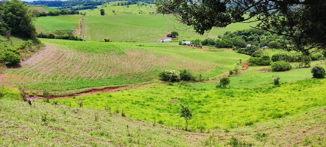 🌾 Propriedade Completa à Venda – 15 Hectares em Linha Limeira, Paraíso/SC!