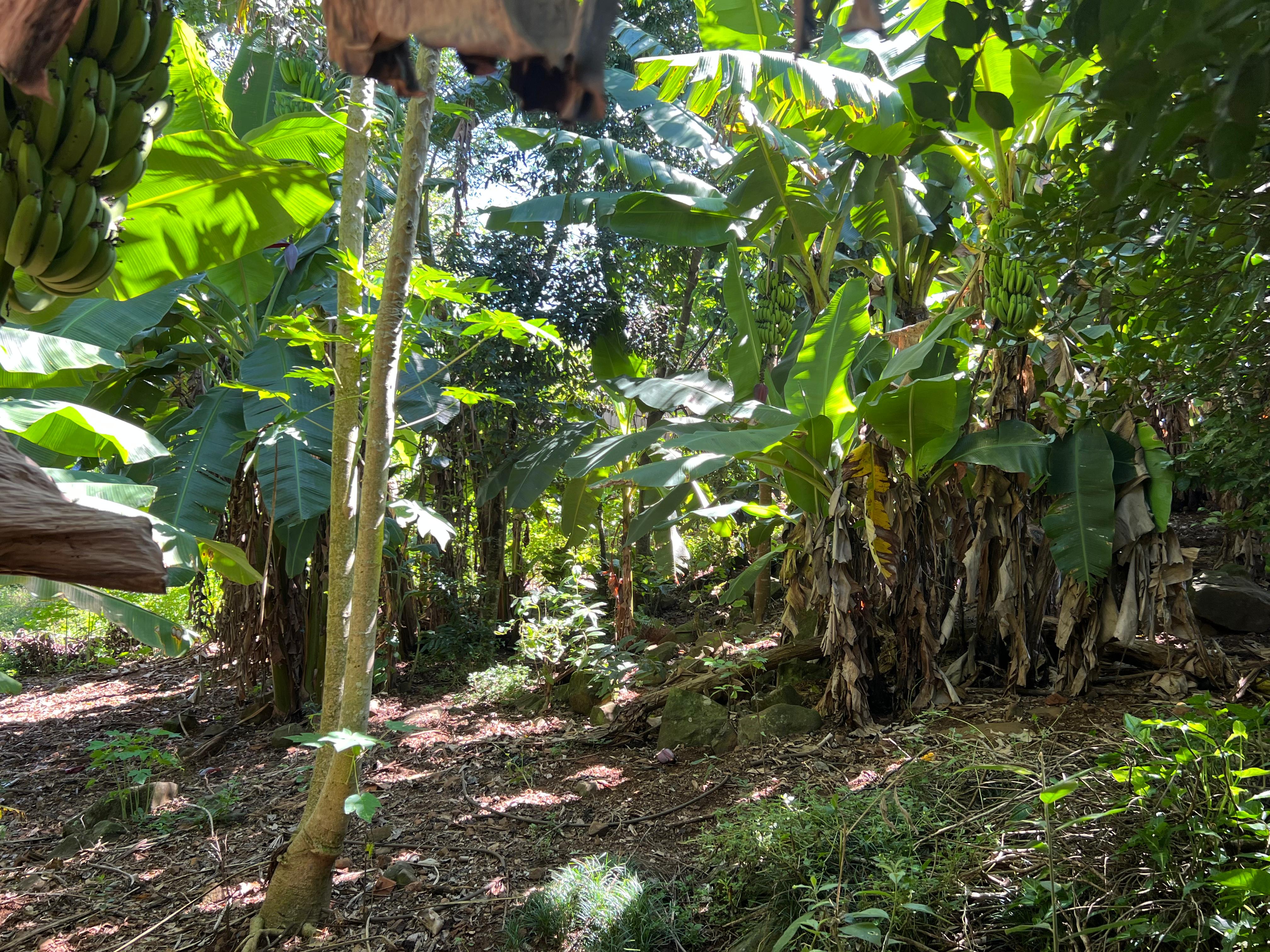 Propriedade Rural à Venda – Linha Rosário, Paraíso/SC