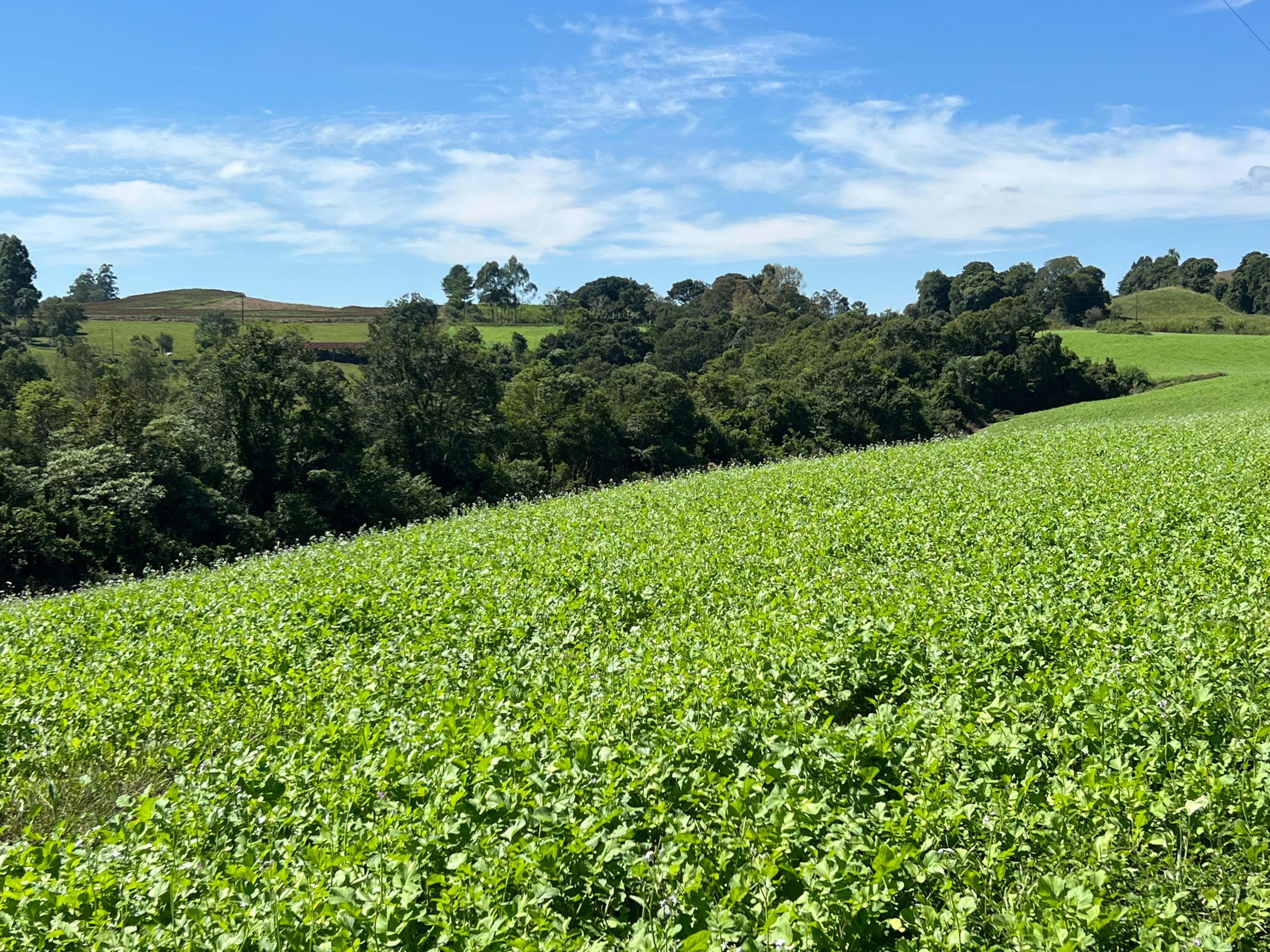 Propriedade Rural à Venda – Linha Rosário, Paraíso/SC