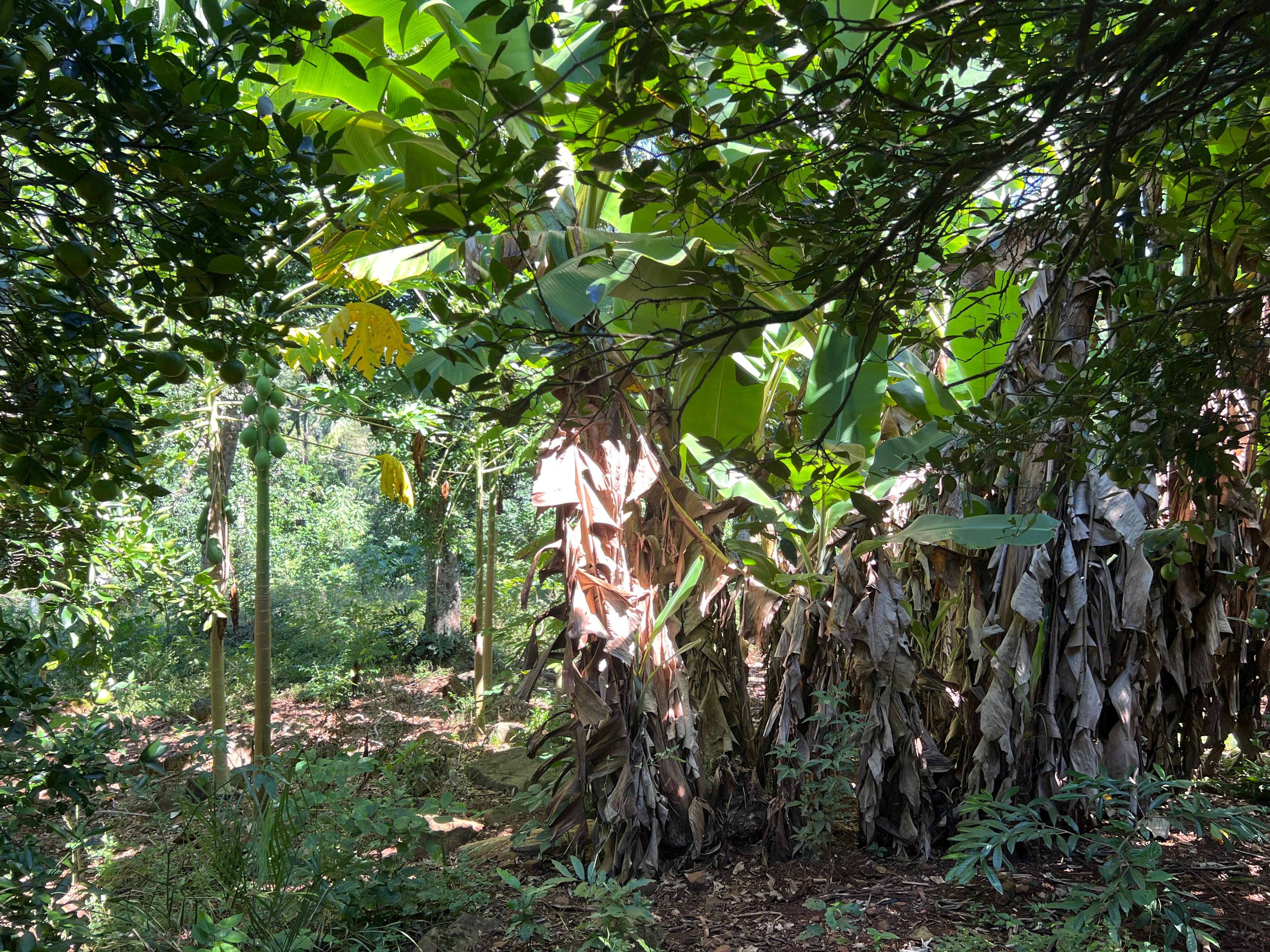 Propriedade Rural à Venda – Linha Rosário, Paraíso/SC