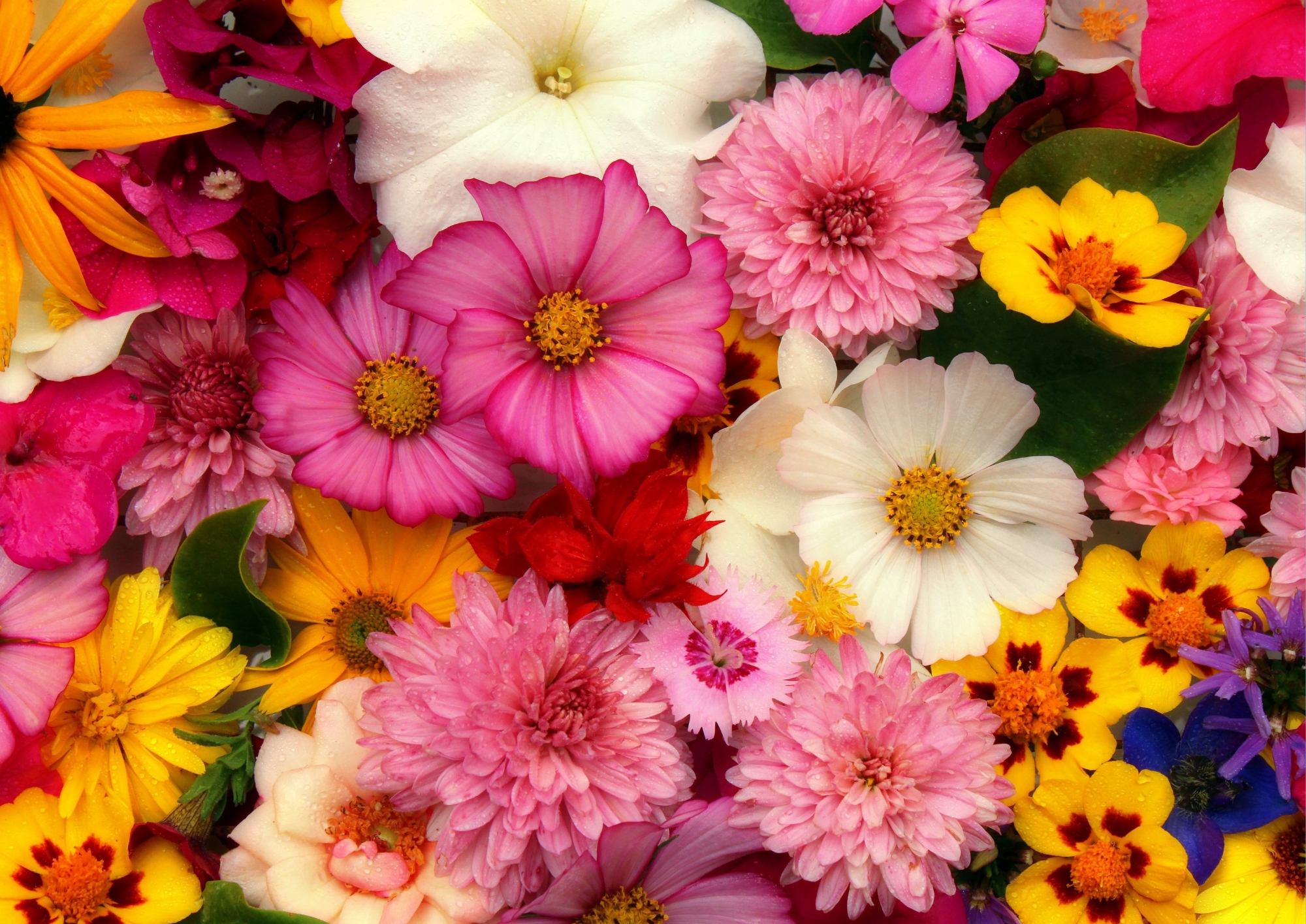 floral calendar 2025