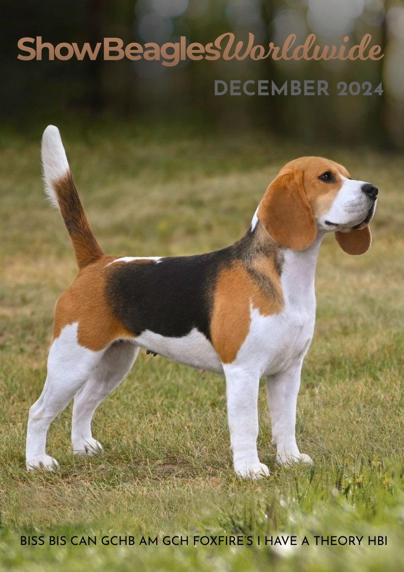 Show Beagles Worldwide - December 2024