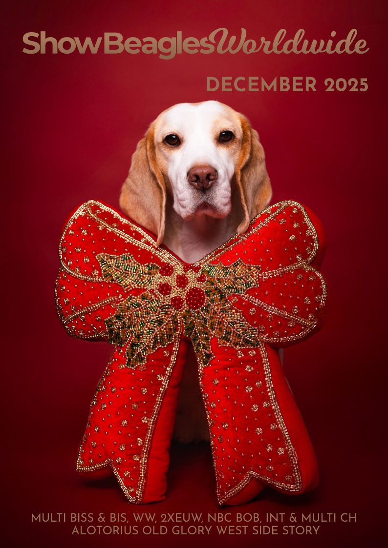 Show Beagles Worldwide - December 2025