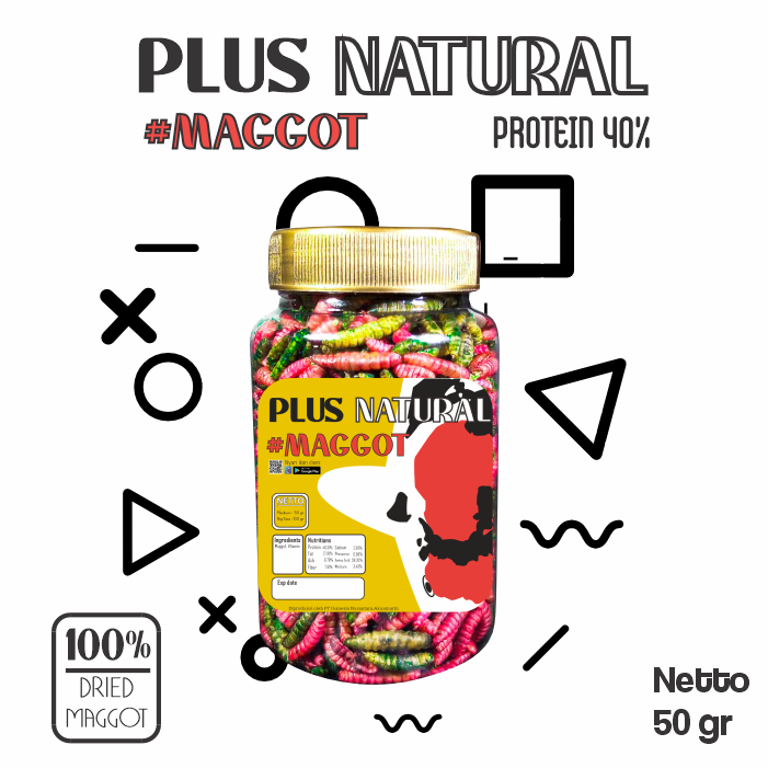  Plus Natural Maggot Warna Warni Untuk Pertumbuhan Ikan Koi dan Mas Koki