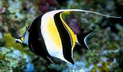 Zanclus cornutus  Moorish Idol - Ikanesia