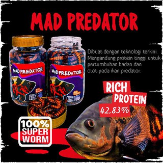 Pakan Makanan Ikan Predator Mad Predator Ulet Ulat Jerman Oscar Channa