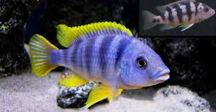 Petrotilapia sp  Chitimba Cichlid  - Ikanesia