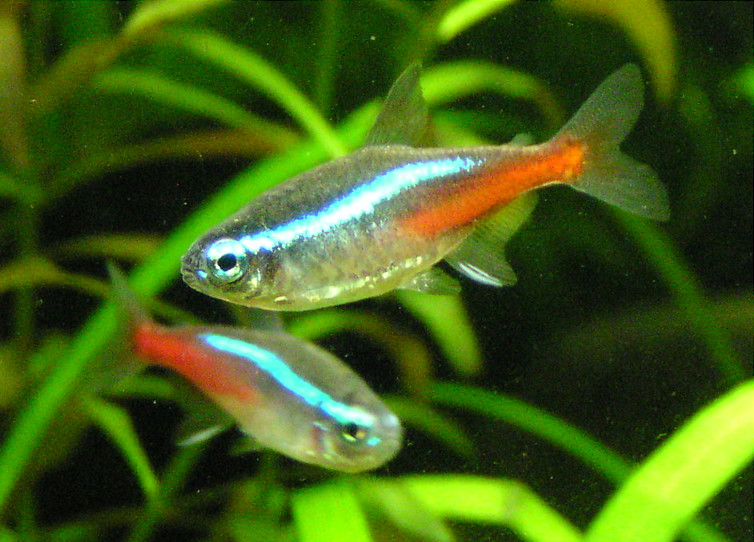 Paracheirodon innesi  Neon Tetra - Ikanesia