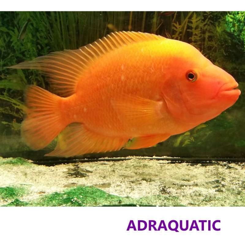 Cichlid Dragon Blood Red Devil - Ikanesia