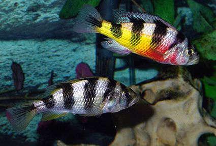 Astatotilapia latifasciata  Zebra Obliquidens Cichlid - Ikanesia