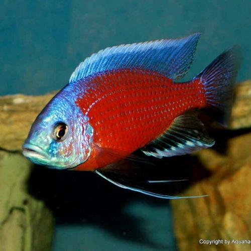 Copadichromis borleyi  Red Kadango  Ikanesia