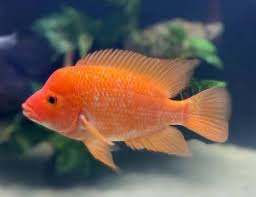 Cichlid Dragon Blood Red Devil - Ikanesia