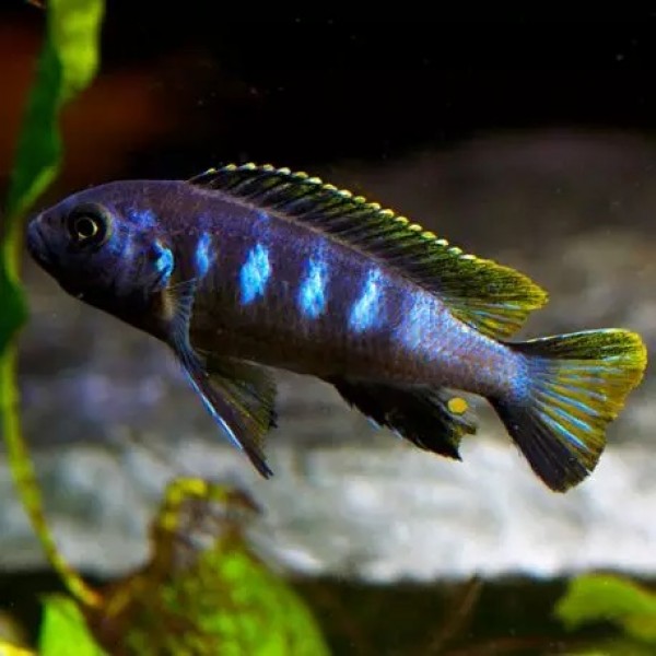 Pseudotropheus elongatus  Chewere - Ikanesia