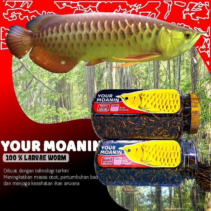 Pakan Ikan Arwana Your Moanin Ulat Hongkong Kering IKANESIA