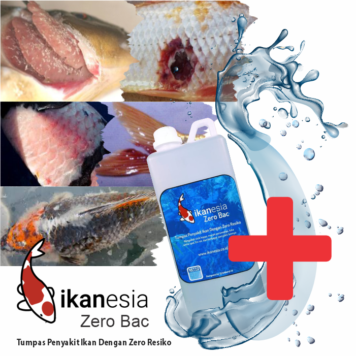 Zero Bac Ampuh Untuk Penyakit Ikan Koi, Mas Koki, Arwana, Channa