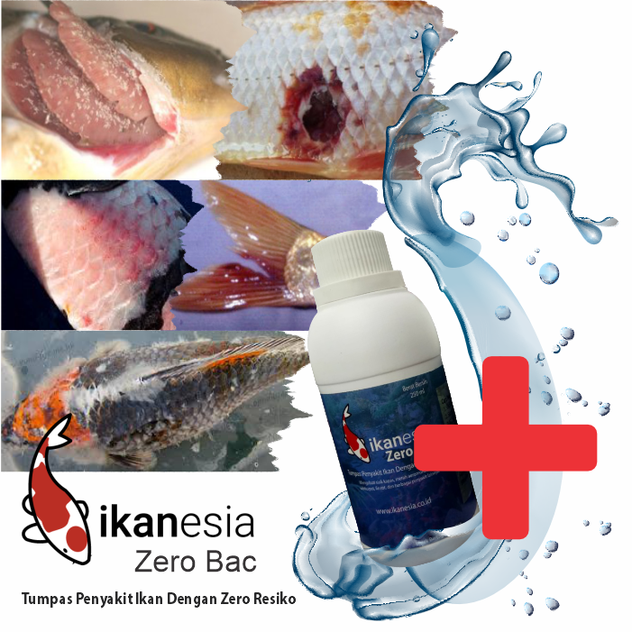 Zero Bac Ampuh Untuk Penyakit Ikan Koi, Mas Koki, Arwana, Channa