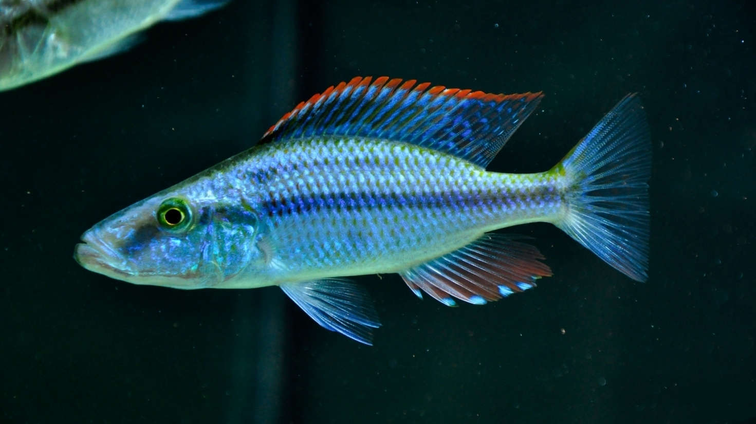 Dimidiochromis compressiceps  Jendral Cichlid - Ikanesia