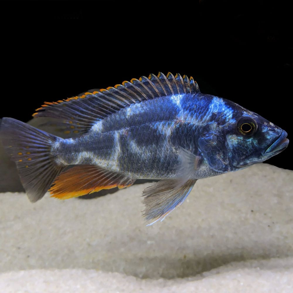 Nimbochromis livingstonii  Livingstoni Cichlid