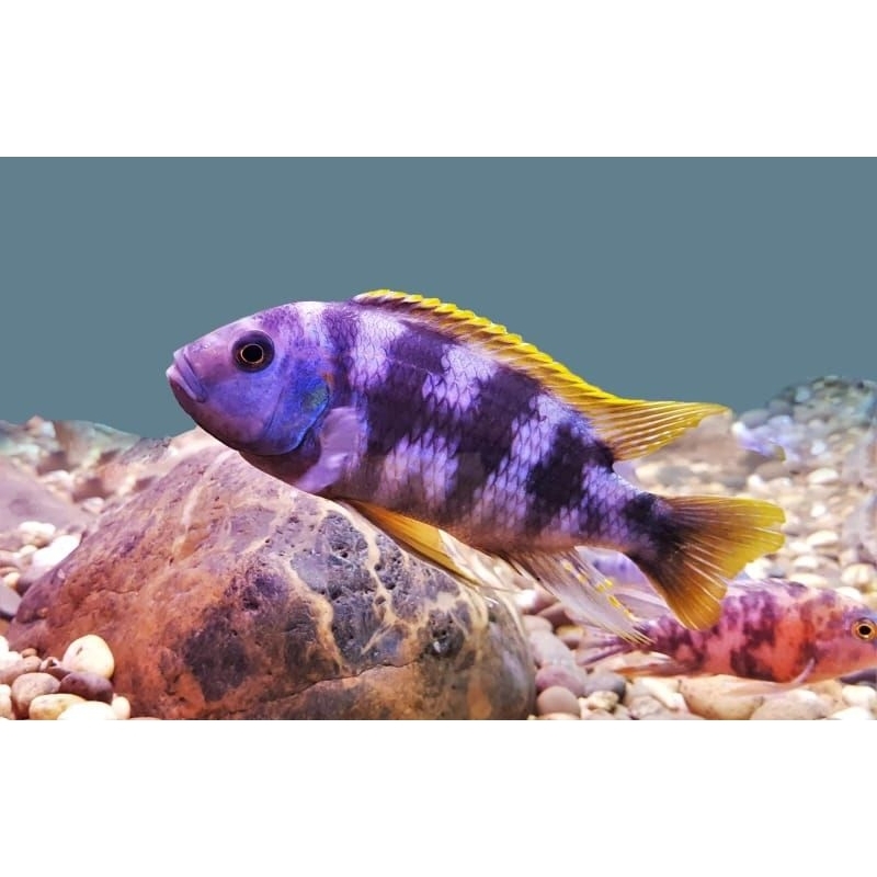 Petrotilapia sp  Chitimba Cichlid  - Ikanesia