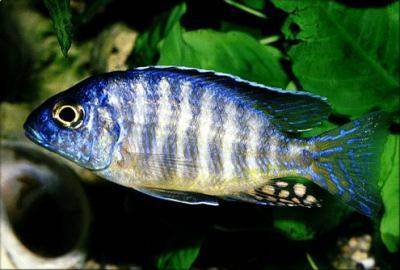 Aulonocara stuartgranti Peacock Cichlid Ikanesia