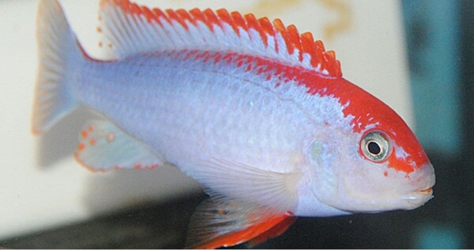 Pseudotropheus perspicax  Red Ndumbi  Ikanesia Red Ndumbi  Ikanesia