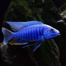 Sciaenochromis fryeri  Electric Blue Hap  - Ikanesia